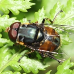 Austalis copiosa (Hover fly) at ANBG - 27 Nov 2021 by TimL