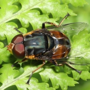 Austalis copiosa at Acton, ACT - 28 Nov 2021 10:58 AM