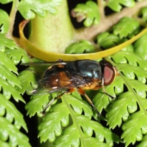 Austalis copiosa at Acton, ACT - 28 Nov 2021