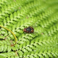 Austalis copiosa at Acton, ACT - 28 Nov 2021