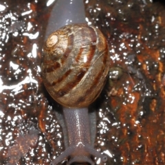 Cornu aspersum (Common Garden Snail) at ANBG - 26 Nov 2021 by TimL
