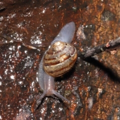 Cornu aspersum at Acton, ACT - 26 Nov 2021