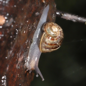 Cornu aspersum at Acton, ACT - 26 Nov 2021