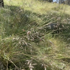 Rytidosperma pallidum (Red-anther Wallaby Grass) at Hawker, ACT - 29 Nov 2021 by John Brannan