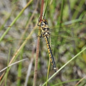 Hemicordulia tau at Tralee, NSW - 30 Nov 2021