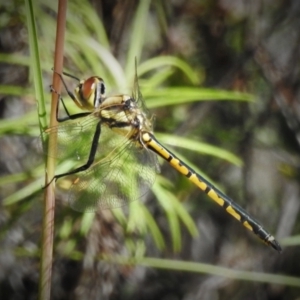 Hemicordulia tau at Tralee, NSW - 30 Nov 2021