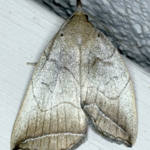 Simplicia armatalis at Ainslie, ACT - 8 Nov 2021