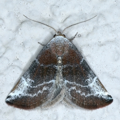 Mataeomera (genus) (A Scale Moth, Acontiinae) at Ainslie, ACT - 7 Nov 2021 by jb2602