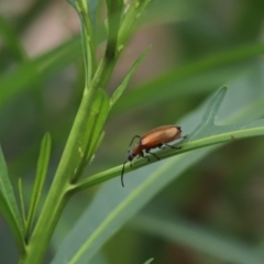 Ecnolagria grandis (Honeybrown beetle) at Cook, ACT - 24 Nov 2021 by Tammy