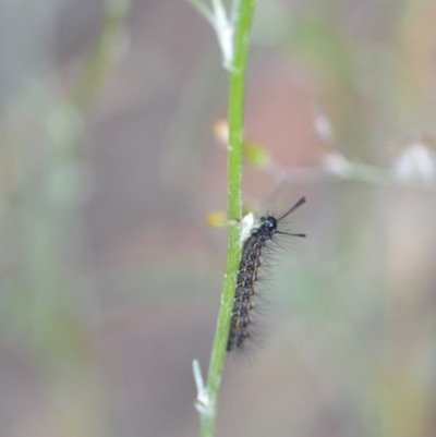 Nyctemera amicus (Senecio Moth, Magpie Moth, Cineraria Moth) at Wamboin, NSW - 22 Dec 2020 by natureguy