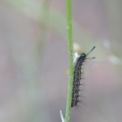 Nyctemera amicus at Wamboin, NSW - 22 Dec 2020