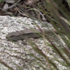 Liopholis montana (Mountain Skink, Tan-backed Skink) at Cotter River, ACT - 29 Nov 2021 by RAllen