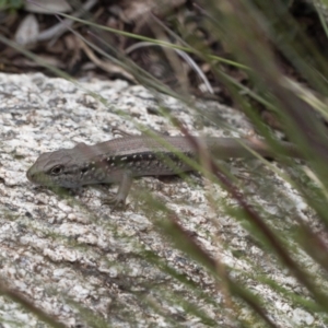 Liopholis montana at Cotter River, ACT - 29 Nov 2021