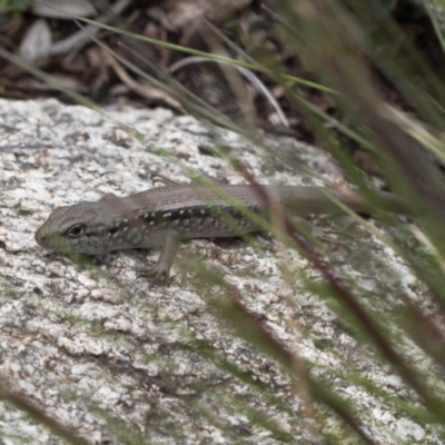 Liopholis montana (Mountain Skink, Tan-backed Skink) at Cotter River, ACT - 29 Nov 2021 by RAllen
