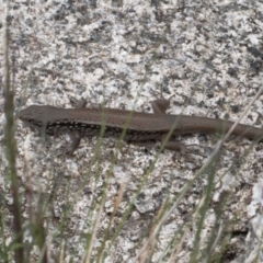 Liopholis montana at Cotter River, ACT - suppressed