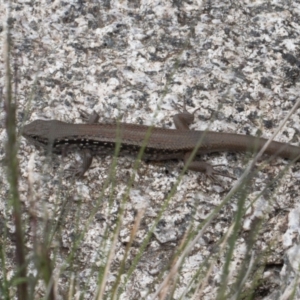 Liopholis montana at Cotter River, ACT - suppressed