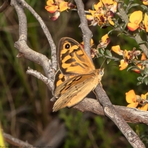 Heteronympha merope at Molonglo Valley, ACT - 30 Nov 2021