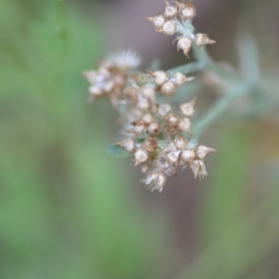 Gamochaeta calviceps (Narrowleaf Purple Everlasting) at Wamboin, NSW - 22 Dec 2020 by natureguy