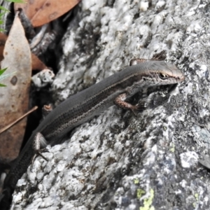 Pseudemoia entrecasteauxii at Bimberi, NSW - 29 Nov 2021