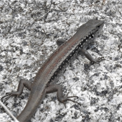 Liopholis montana (Mountain Skink, Tan-backed Skink) at Cotter River, ACT - 29 Nov 2021 by JohnBundock