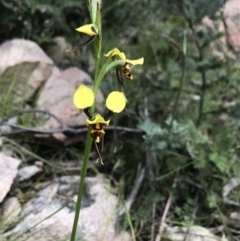 Diuris sulphurea (Tiger Orchid) at Cotter River, ACT - 30 Nov 2021 by BrianH