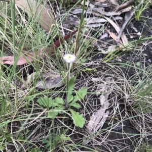 Lagenophora stipitata at Cotter River, ACT - 30 Nov 2021