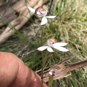 Caladenia moschata at Cotter River, ACT - suppressed