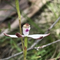 Caladenia moschata at Cotter River, ACT - 30 Nov 2021