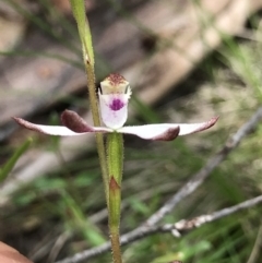 Caladenia moschata at Cotter River, ACT - suppressed