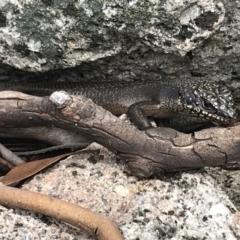 Egernia saxatilis (Black Rock Skink) at Tennent, ACT - 30 Nov 2021 by BrianH