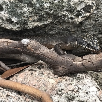 Egernia saxatilis (Black Rock Skink) at Tennent, ACT - 30 Nov 2021 by BrianH