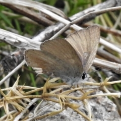 Candalides heathi (Rayed Blue) at Cotter River, ACT - 29 Nov 2021 by JohnBundock