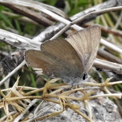 Candalides heathi (Rayed Blue) at Cotter River, ACT - 29 Nov 2021 by JohnBundock