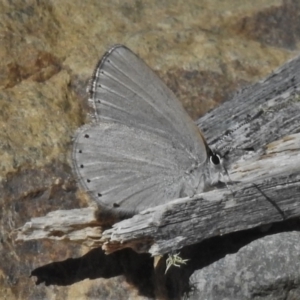 Candalides heathi at Cotter River, ACT - 29 Nov 2021 11:17 AM