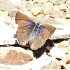 Candalides heathi at Cotter River, ACT - 29 Nov 2021 11:17 AM