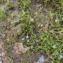 Isotoma fluviatilis subsp. australis (Swamp Isotome) at Hall, ACT - 30 Nov 2021 by Rosie