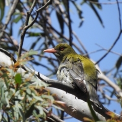 Oriolus sagittatus (Olive-backed Oriole) at Bundanoon, NSW - 28 Nov 2021 by GlossyGal