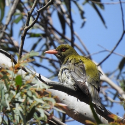 Oriolus sagittatus (Olive-backed Oriole) at Bundanoon, NSW - 28 Nov 2021 by GlossyGal