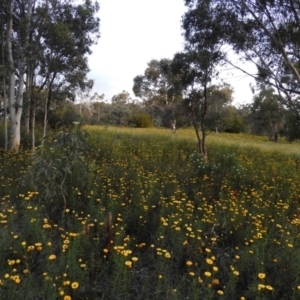 Xerochrysum viscosum at Fisher, ACT - 29 Nov 2021