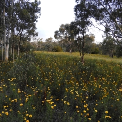 Xerochrysum viscosum (Sticky Everlasting) at Fisher, ACT - 29 Nov 2021 by MatthewFrawley