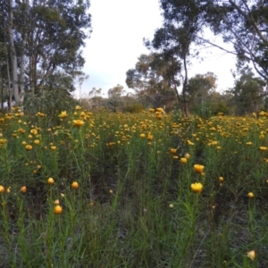 Xerochrysum viscosum at Fisher, ACT - 29 Nov 2021