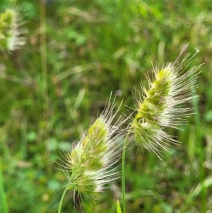 Cynosurus echinatus at Stromlo, ACT - 30 Nov 2021