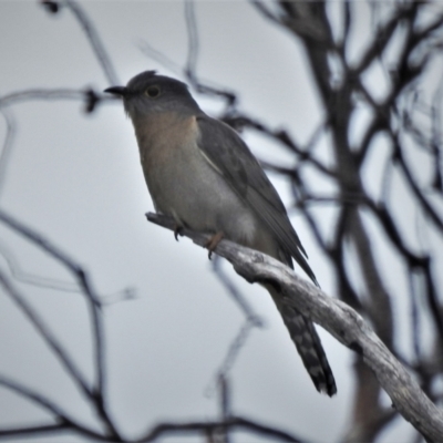 Cacomantis flabelliformis (Fan-tailed Cuckoo) at Cotter River, ACT - 29 Nov 2021 by JohnBundock