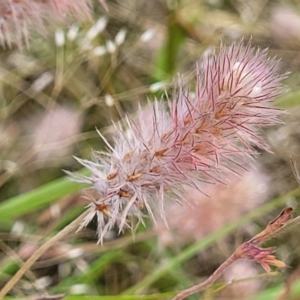 Trifolium arvense at Stromlo, ACT - 30 Nov 2021