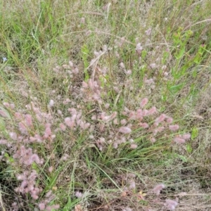 Trifolium arvense at Stromlo, ACT - 30 Nov 2021 03:27 PM