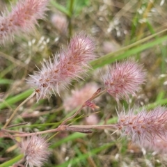 Trifolium arvense at Stromlo, ACT - 30 Nov 2021