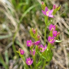 Centaurium sp. (Centaury) at Stromlo, ACT - 30 Nov 2021 by trevorpreston