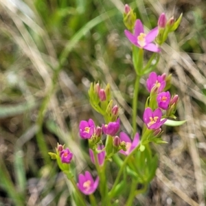 Centaurium sp. at Stromlo, ACT - 30 Nov 2021 03:26 PM