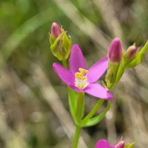 Centaurium sp. at Stromlo, ACT - 30 Nov 2021 03:26 PM