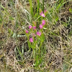 Centaurium sp. at Stromlo, ACT - 30 Nov 2021 03:26 PM